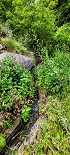 Plants: image 113 Of 208 Thumb